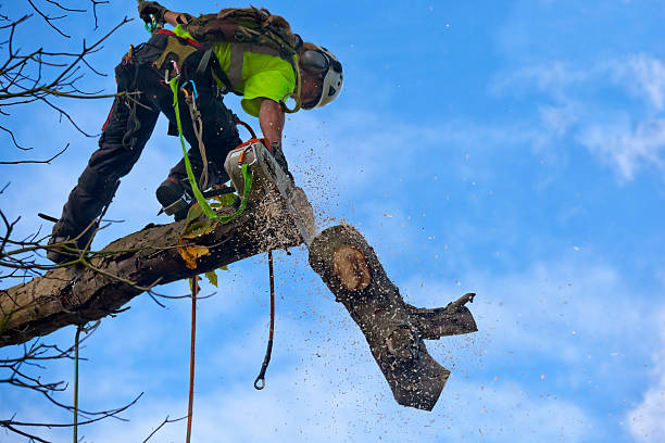 Best Hazardous Tree Removal  in USA